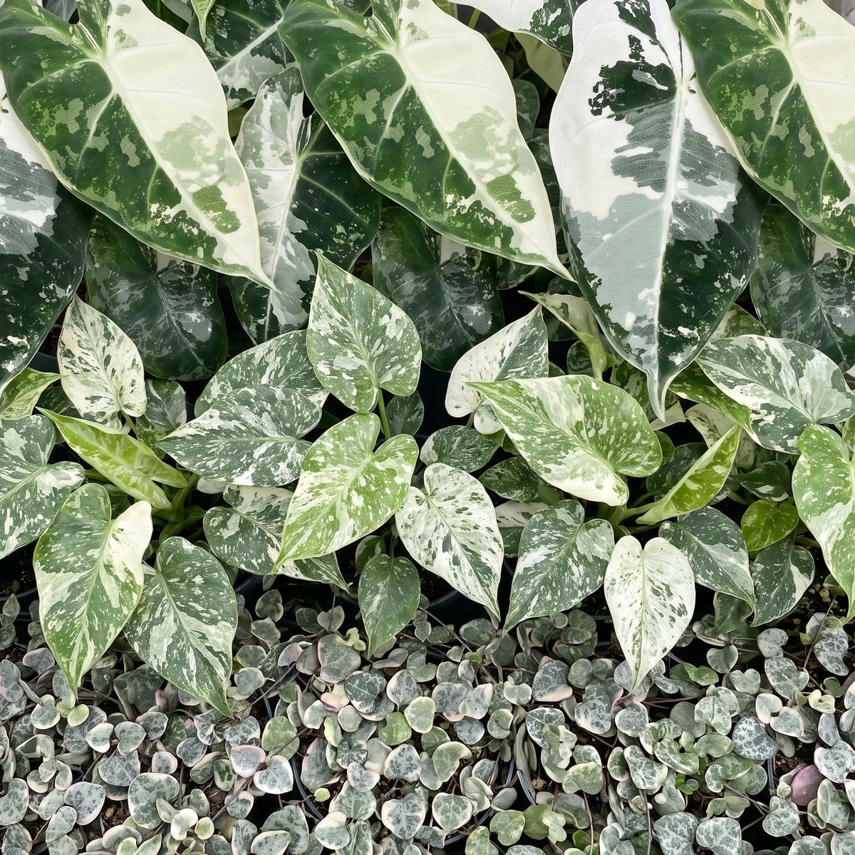 3x Baby Variegata Mix - Diversen - Tropisch - incl. Linnea Honey - Ø6cm - ↕10-15cm, groene bladeren