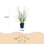 Pennisetum alop. Black Beauty - Lampenpoetsergras - Met Pluim - 12 Planten