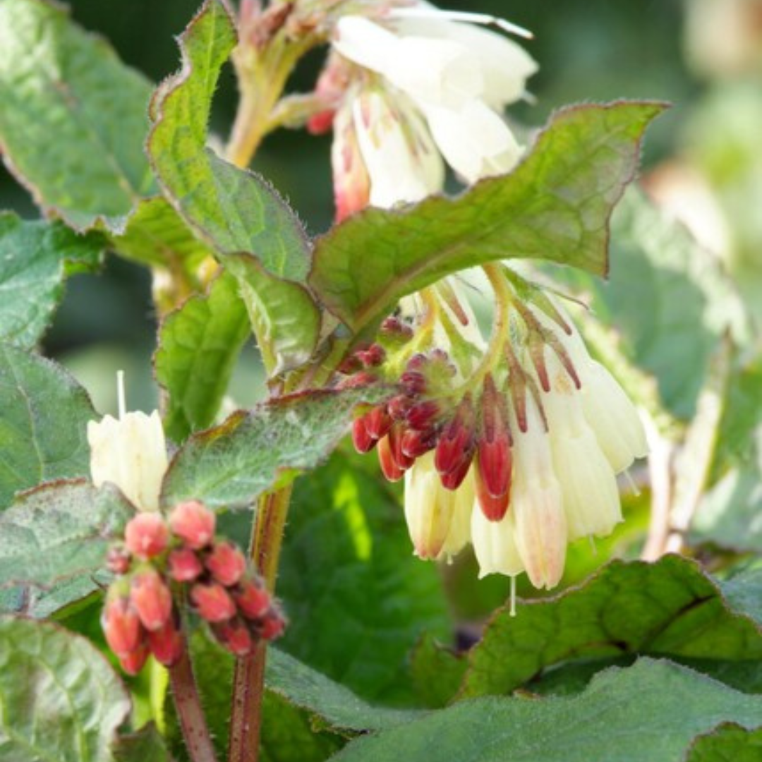 Symphytum grandiflorum, compacte plant
