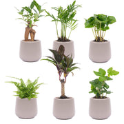 Mini kamerplanten, set van 6 in pot Joey mat grijs