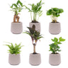 Mini kamerplanten, set van 6 in pot Joey mat grijs