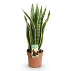 Sansevieria Laurentii, groene plant met kenmerkend blad