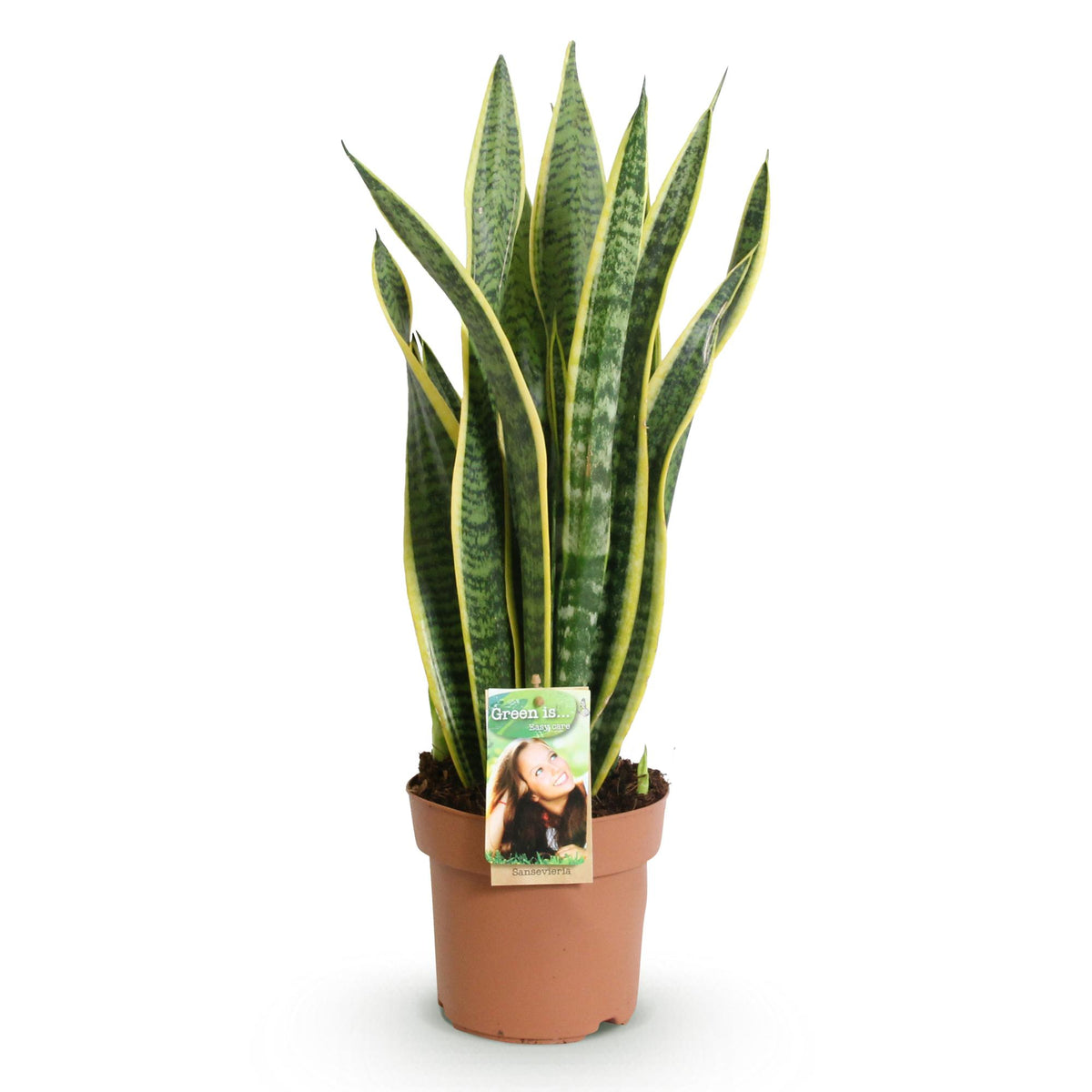 Sansevieria Laurentii, groene plant met kenmerkend blad