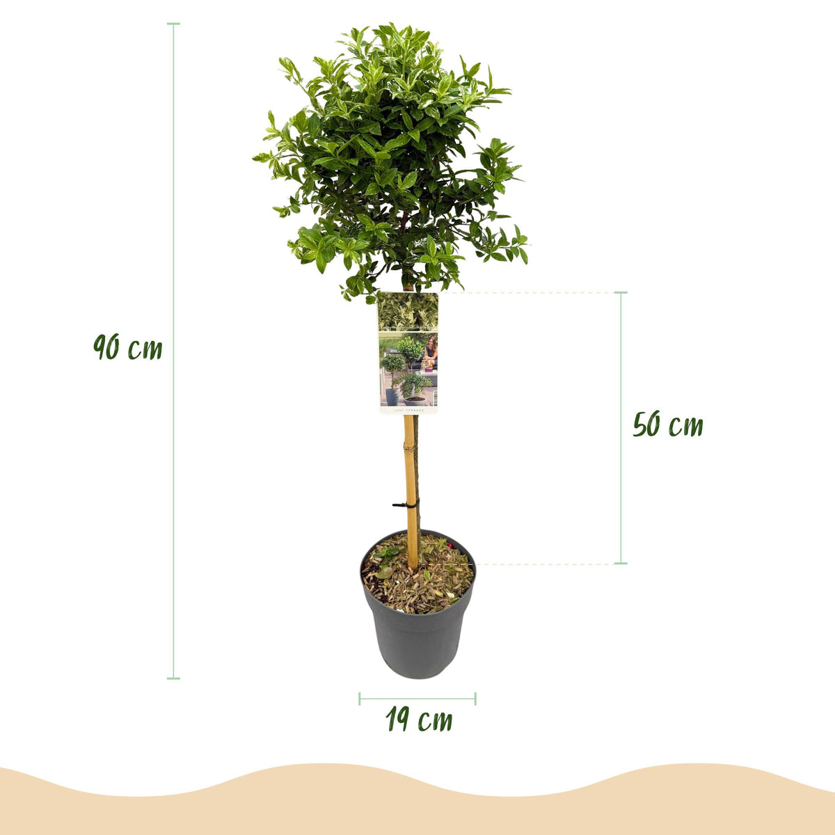 Euonymus fortunei Harlequin, groeiwijze van de plant