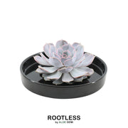 ROOTLESS Succulent Echeveria Lilacina in schaal &