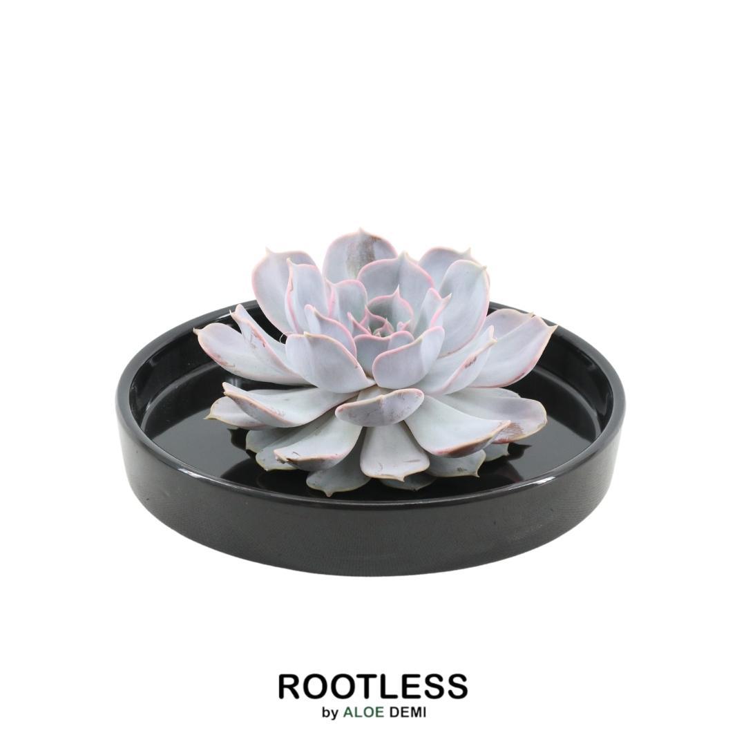 ROOTLESS Succulent Echeveria Lilacina in schaal 'zwart', kenmerkend blad