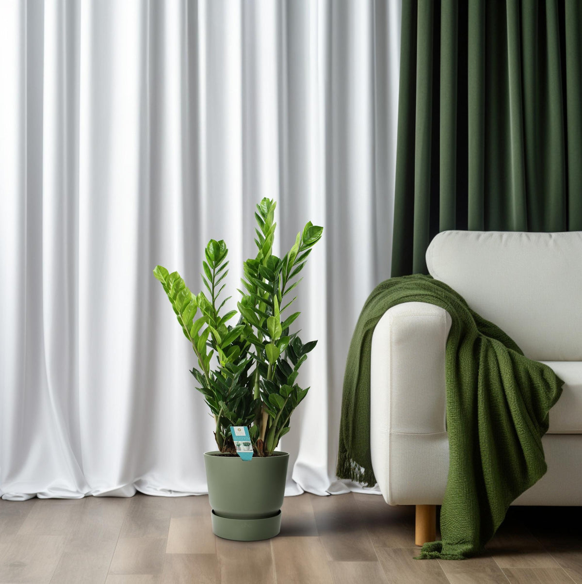 Zamioculcas, plant in pot
