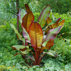 Sierbananenboom Musa Ensete Maurelli, groeiwijze van de plant