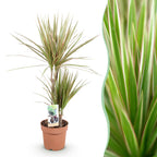 Dracaena Marginata Bicolor, 70-75 cm hoog, plant in pot