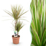 Dracaena Marginata Bicolor, 70-75 cm hoog