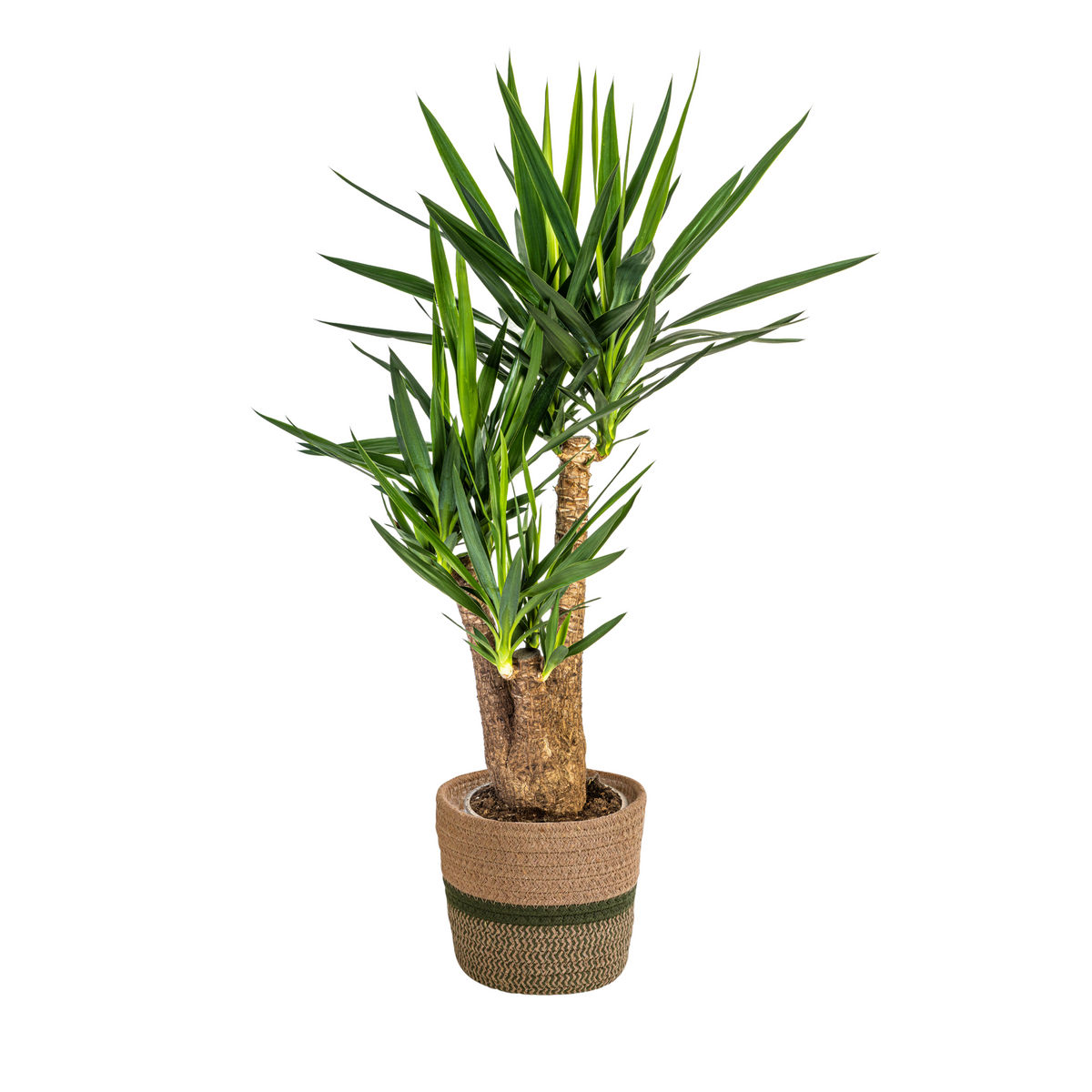 Yucca Elephantipes Vertakt met mand, plant in pot