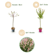 4x - Salix Flamingo - Ø19cm - ↕90-100cm