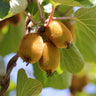 Gele kiwiplant Golden Kiwi, fruitgewas voor de tuin