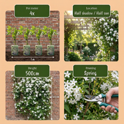 Jasminum officinale - echte jasmijn - set van 6 - Ø9 cm