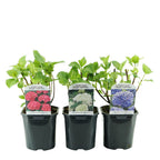 Hydrangea macrophylla Tricolour, sterke plant
