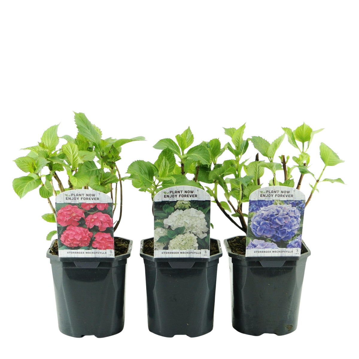Hydrangea macrophylla Tricolour, sterke plant