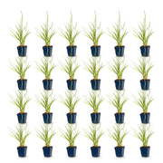 Pennisetum or. Fairy Tales - Lampenpoetsergras - Met Pluim - 24 Planten