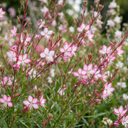 Gaura lindh. Rosyjane - Prachtkaars - Bijen- en vlinderlokkers - Roze - 6 Planten