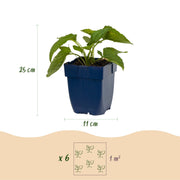 Rudbeckia fulg. Goldsturm - Gele zonnehoed - Geel - 6 Planten