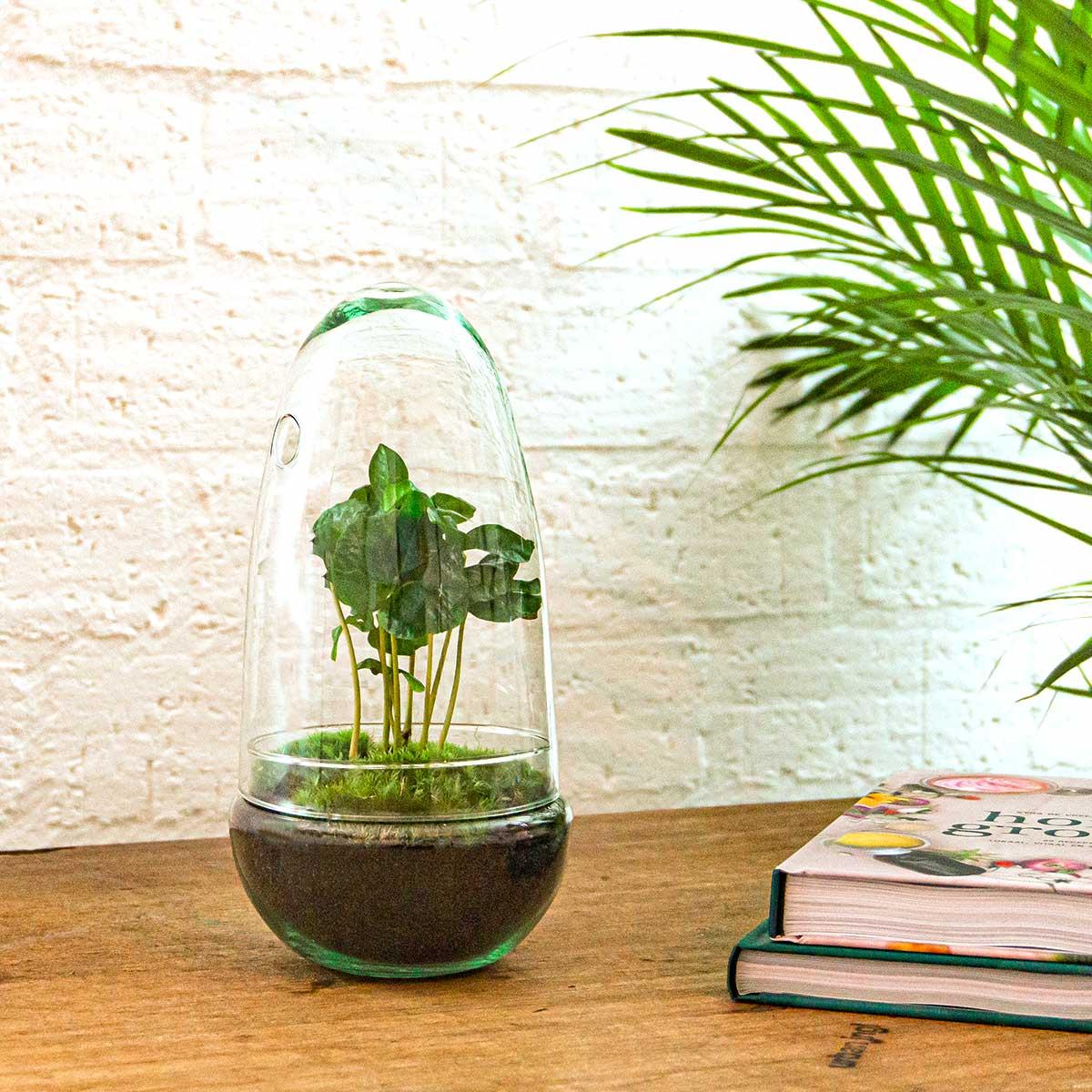 Productfoto van DIY Planten terrarium tweedelig bolglas - Egg Coffea