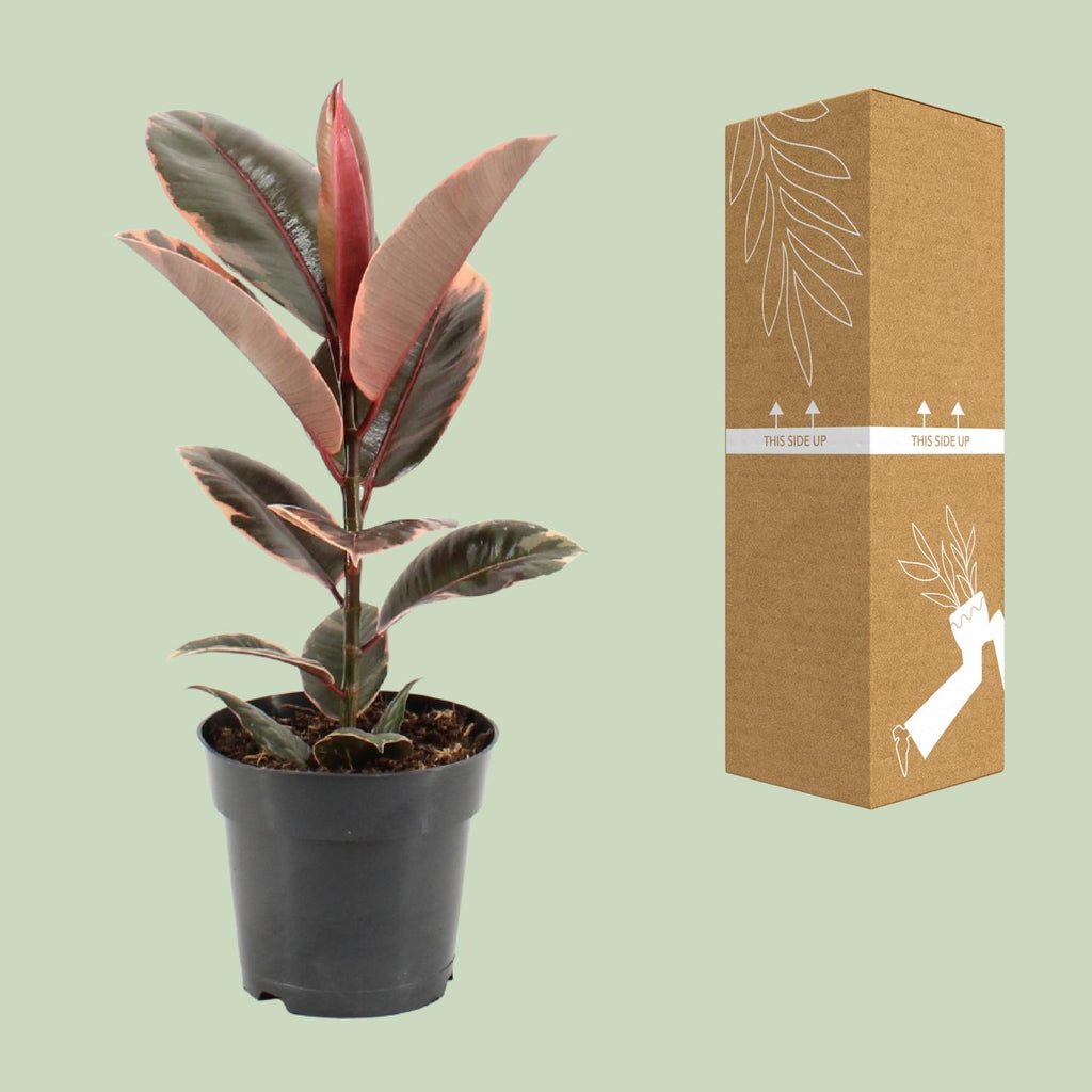 Detailfoto van Ficus Elastica Belize