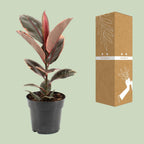 Detailfoto van Ficus Elastica Belize