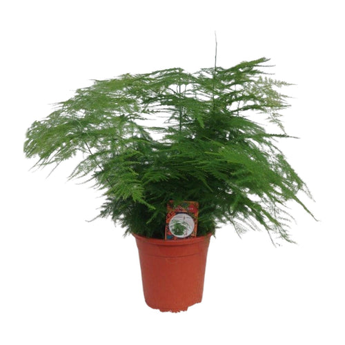 Productafbeelding van Pureplant