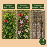 Klimplanten rainbow mix, vier soorten klimplanten