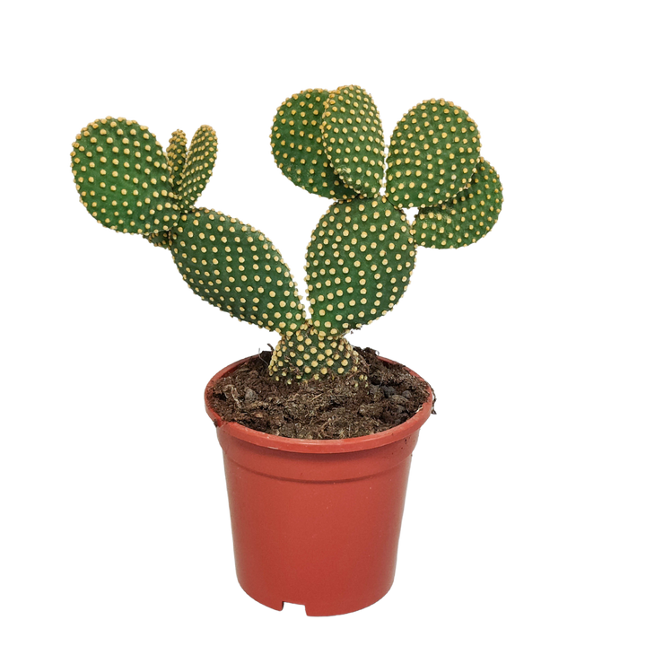 Opuntia microdasys, schijfcactus met witte haartjes, 17 cm