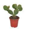 Opuntia microdasys, schijfcactus met witte haartjes, 17 cm