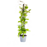 4x Cobea Scandens Violet Blue
