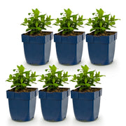 Hypericum calycinum - Sint-Janskruid - Bijen- en vlinderlokkers - Geel - 6 Planten