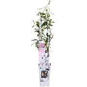 Trachelospermum &