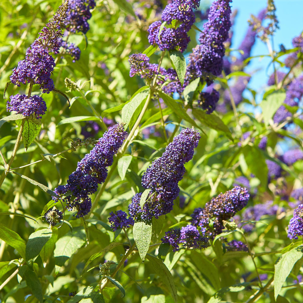 Buddleja davidii Empire Blue, groene bladeren