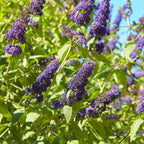 Buddleja davidii Empire Blue, groene bladeren