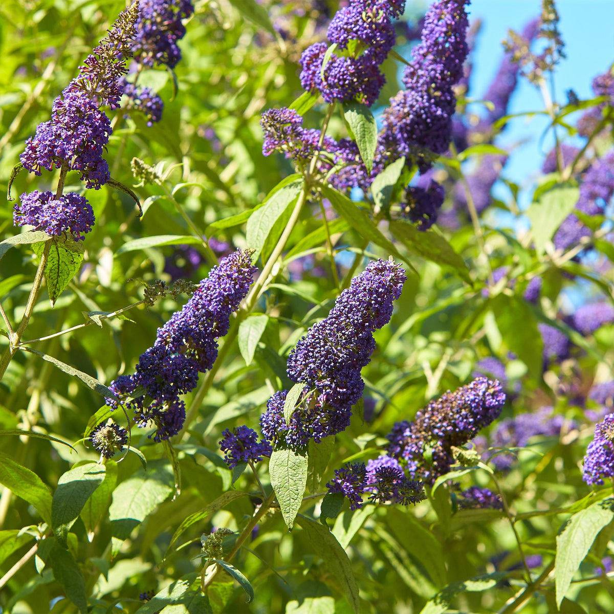 Buddleja davidii Empire Blue, groene bladeren