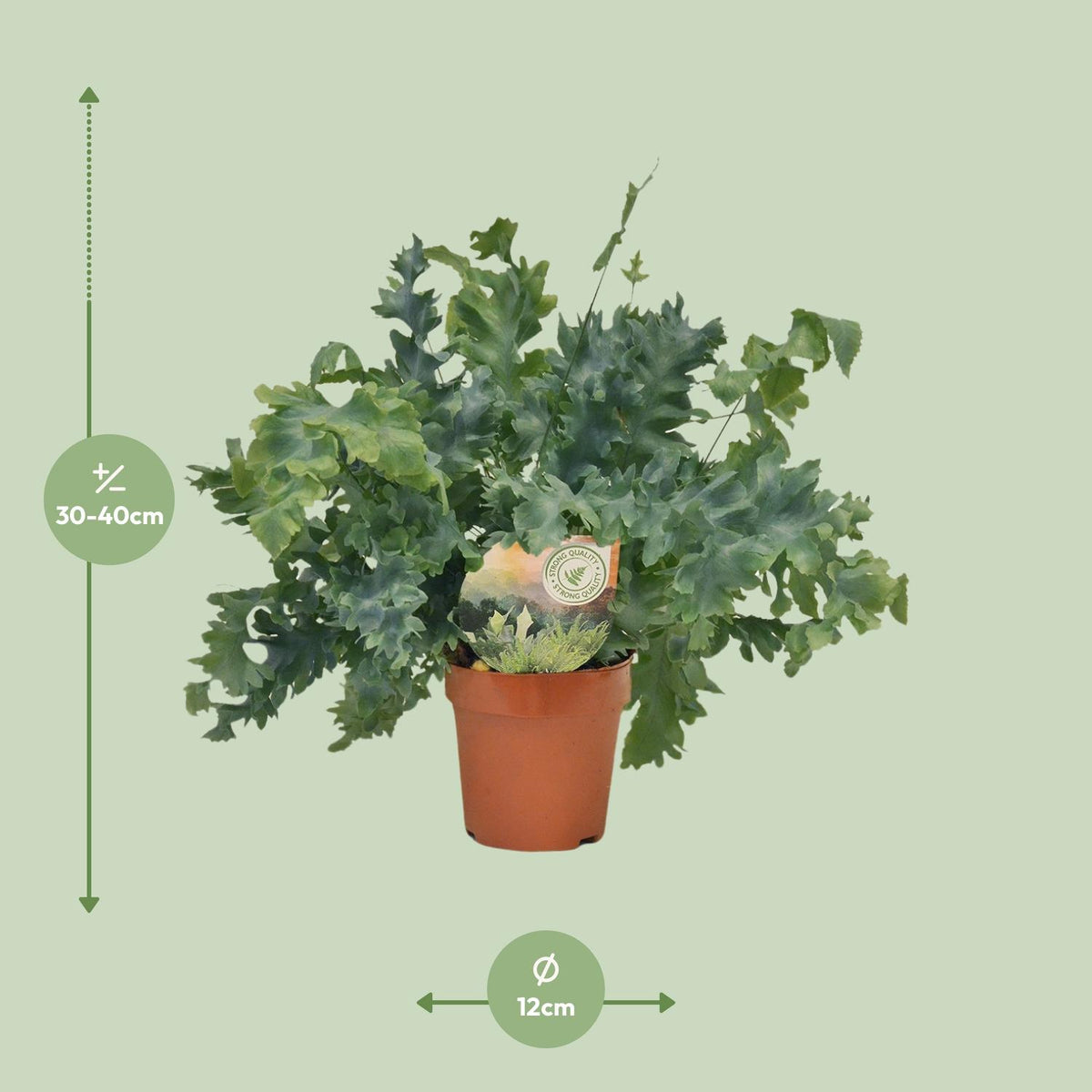 Phlebodium Davana, detail van het blad