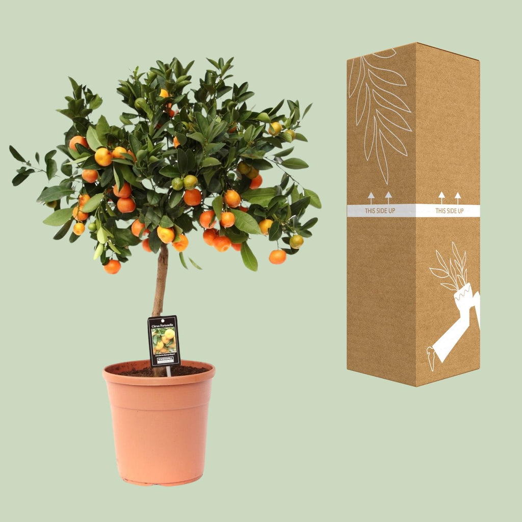 Detailfoto van Citrus Calamondin