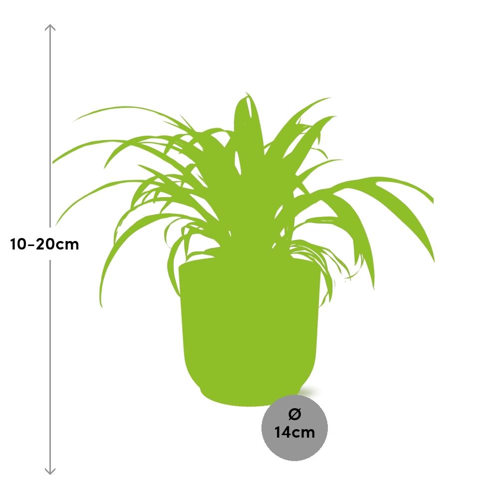 Detailfoto van Chlorophytum Comosum Variegatum in ELHO Vibes Fold 14cm geel
