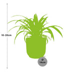 Detailfoto van Chlorophytum Comosum Variegatum in ELHO Vibes Fold 14cm geel