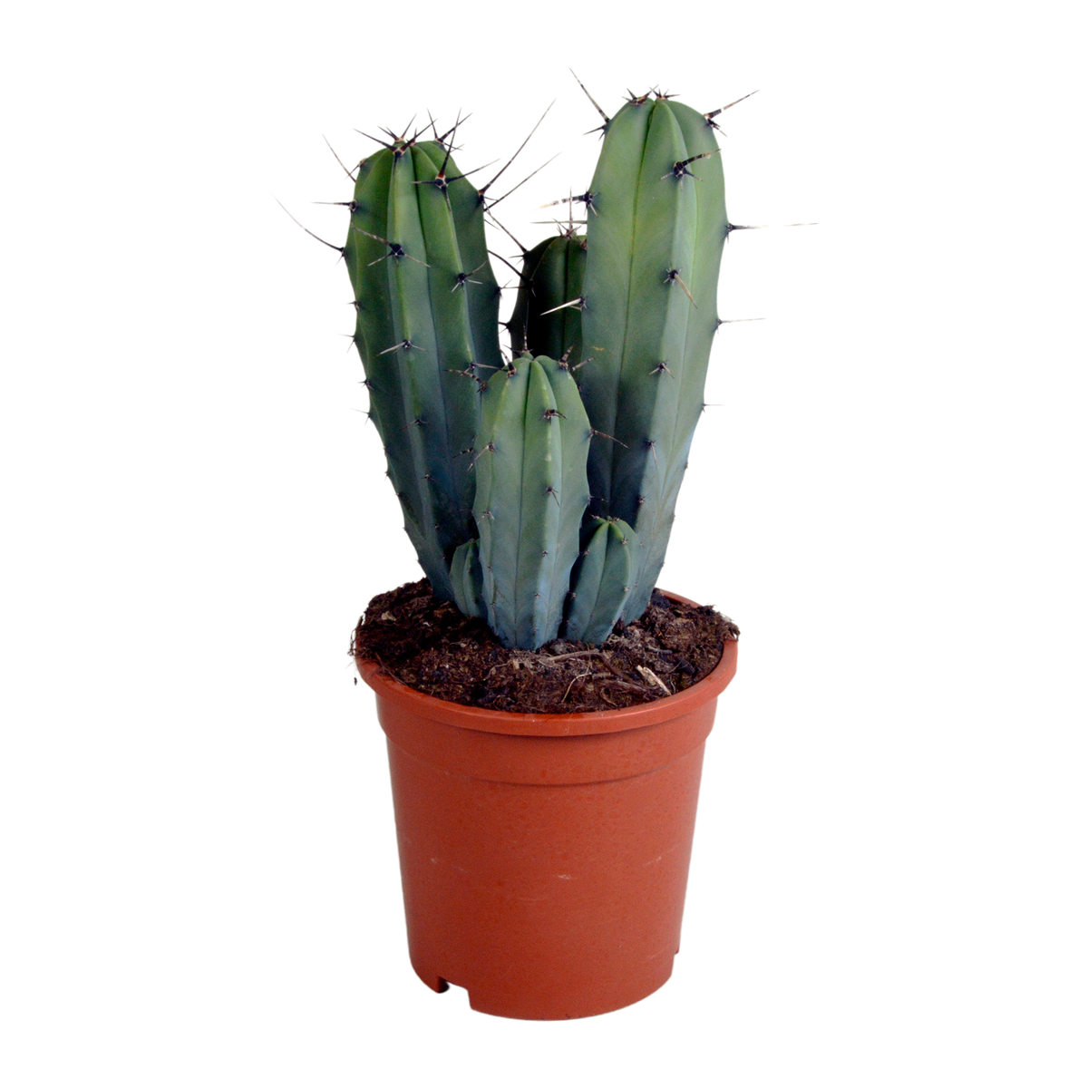 Productafbeelding van Pureplant