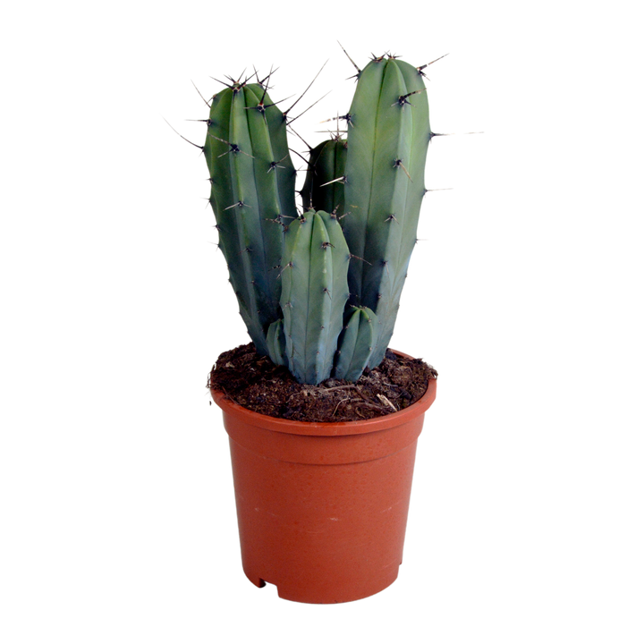Myrtillocactus geometrizans
