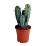 Myrtillocactus geometrizans