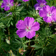 Geranium sanguineum