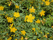 Hypericum dummeri &