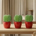Sweetheart Plant Set (Hoya Kerrii ) - 3x Pot & Plant - Rood, plant in pot