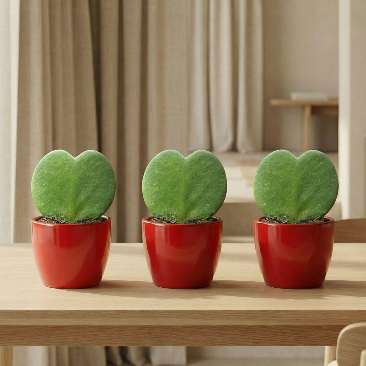 Sweetheart Plant Set (Hoya Kerrii ) - 3x Pot & Plant - Rood, plant in pot
