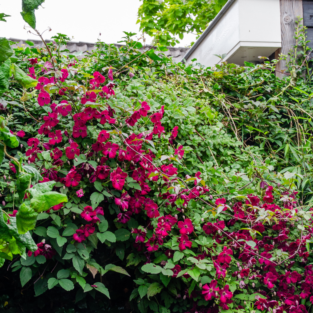 Clematis 'Rouge Cardinal' klimplant, rood, P9 pot, detail van het blad