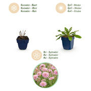 Duifkruid col. Pink Mist, met roze bloemen