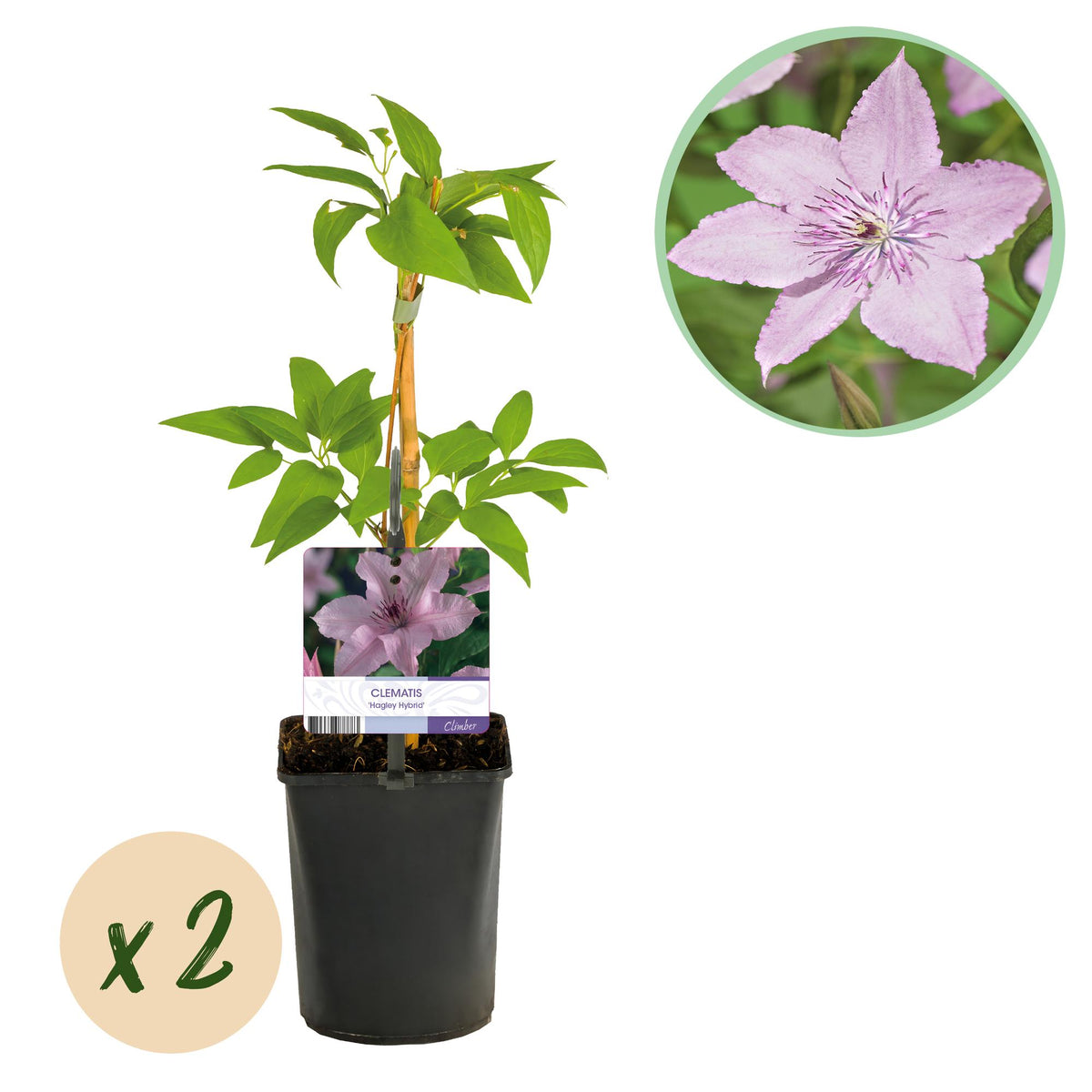 Clematis Hagley Hybrid, plant in pot